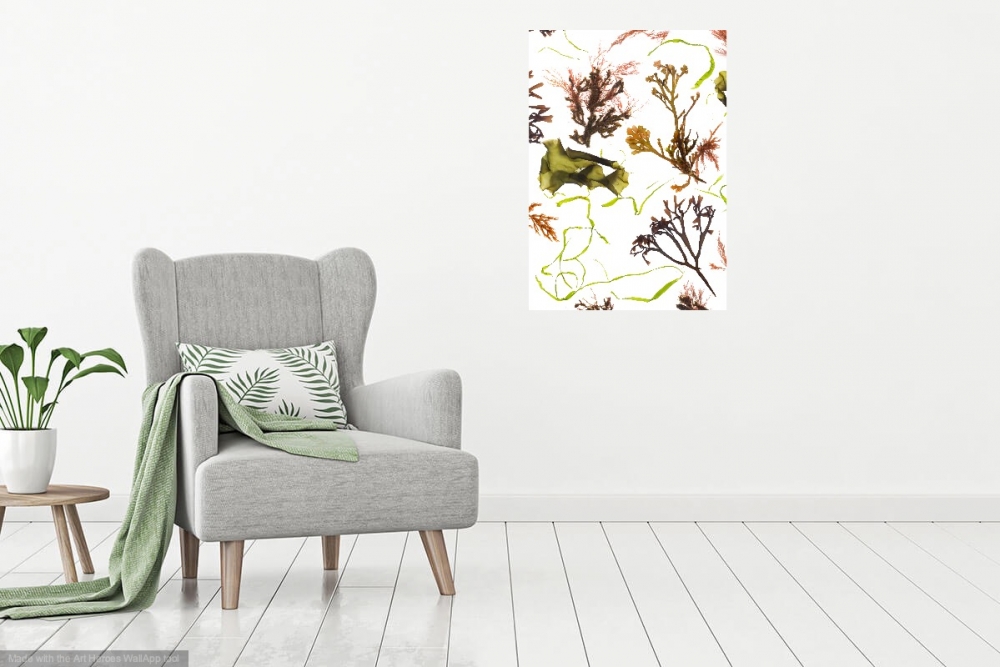 Studies from the Shoreline: Seaweed 1