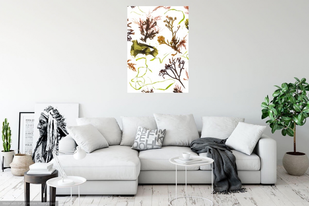 Studies from the Shoreline: Seaweed 1