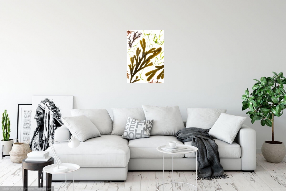 Studies from the Shoreline: Seaweed 4