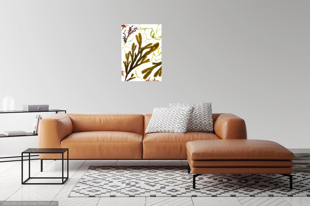 Studies from the Shoreline: Seaweed 4