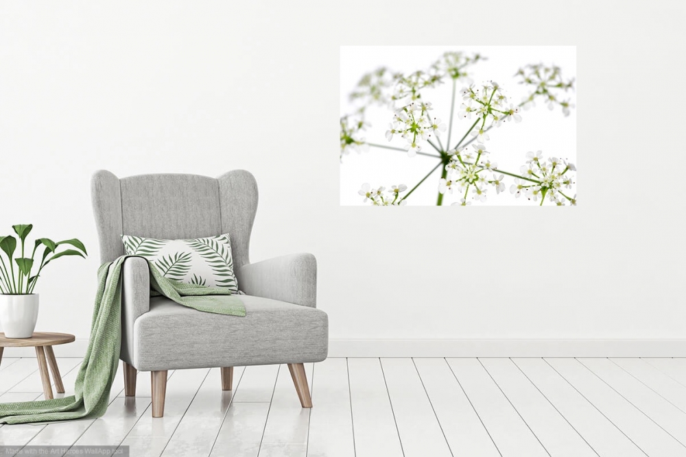 Innocent Beauty: Devon Hedgerows - Cow Parsley