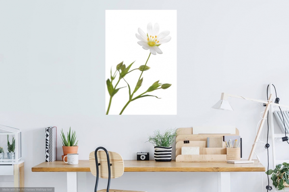Innocent Beauty: Devon Hedgerows - Stitchwort