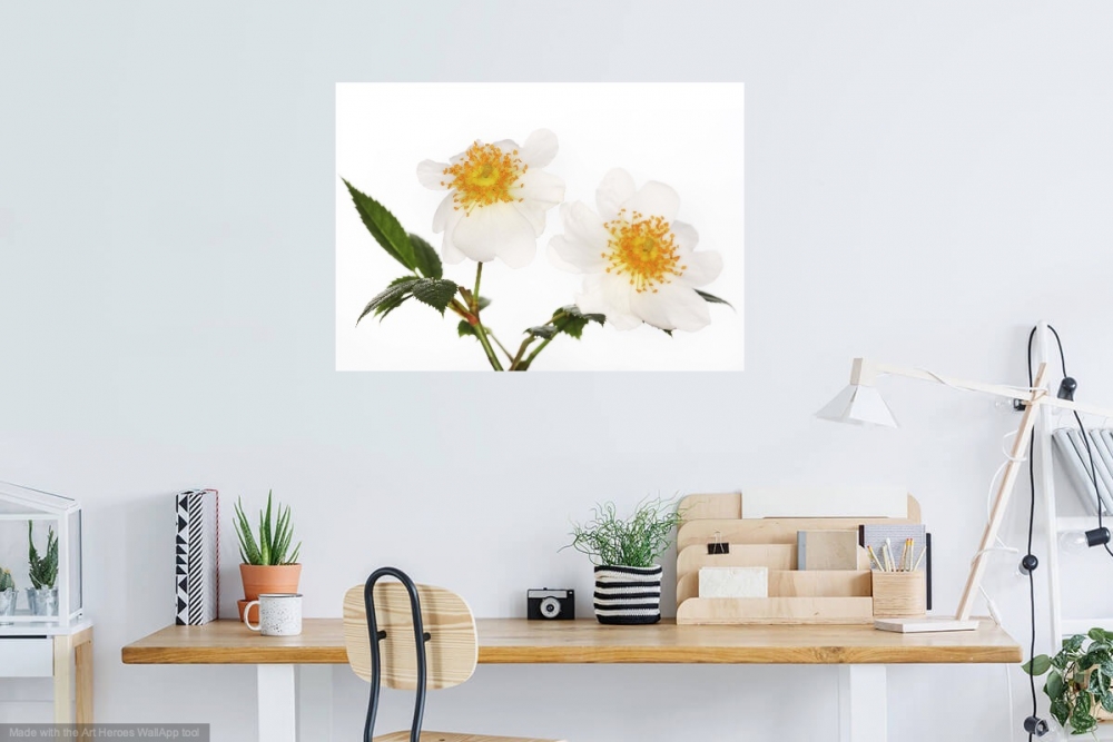Innocent Beauty: Devon Hedgerows - Wild Dog Rose
