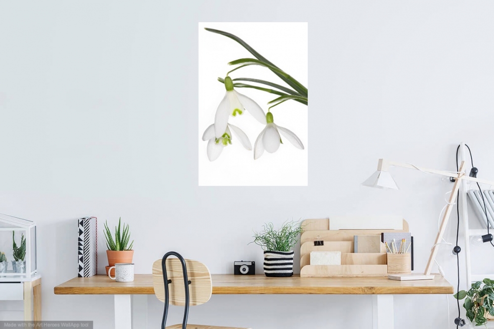 Innocent Beauty: Devon Hedgerows - Snowdrops 1
