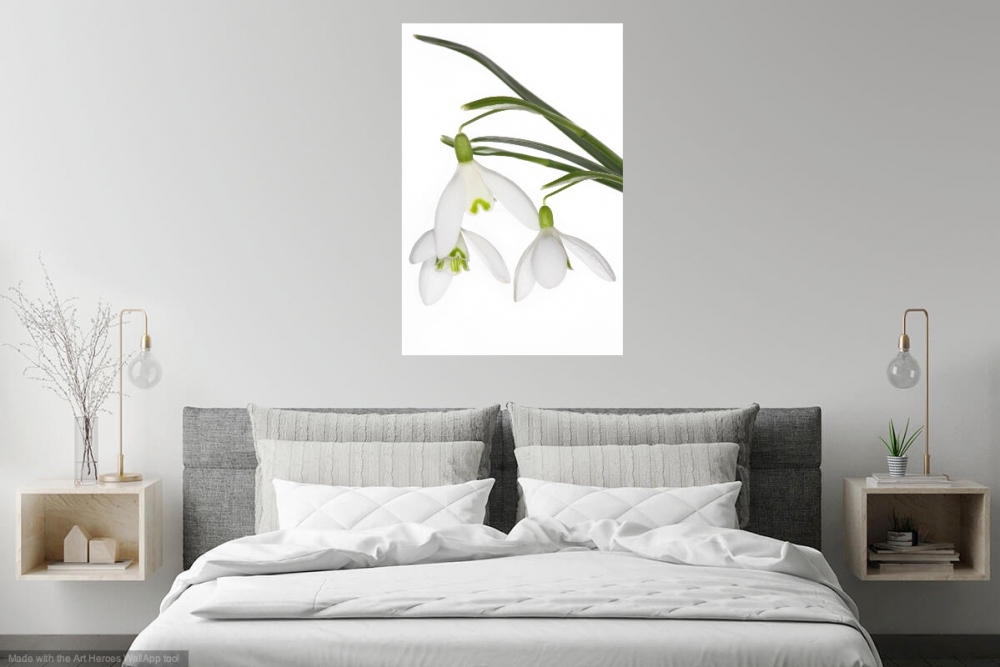 Innocent Beauty: Devon Hedgerows - Snowdrops 1
