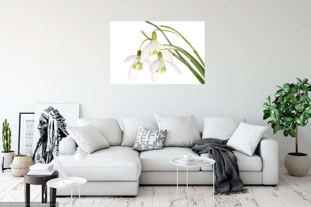 Innocent Beauty: Devon Hedgerows - Snowdrops 2