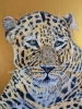 Golden Leopard 
