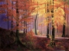Autumn Colour 