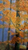 Autumn Colour 