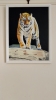 Tiger, tiger