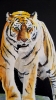 Tiger, tiger