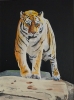 Tiger, tiger