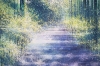 Summer Forest Path