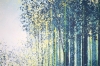 Summer Forest Path