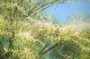 Tree In Summer