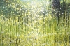 Forest Edge Summer Trees