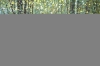 Forest Edge Summer Trees