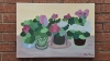 Zonal Geranium Flower Pots