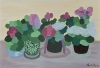 Zonal Geranium Flower Pots