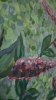 Butterfly Bush
