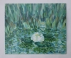 White Water Lily