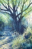 Light Through Summer Trees