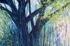Light Through Summer Trees