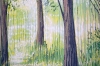 Summer Forest Path