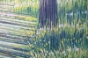 Summer Forest Path