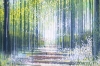 Forest Path In Bright Sunlight