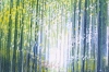 Forest Path In Bright Sunlight