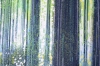 Forest Path In Bright Sunlight
