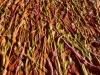 Vibrant Impulse of Tenderness