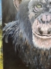 Chimp