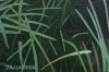 Cat In The Grass
