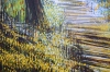 Light Through Autumn Trees