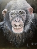 Chimp