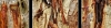 Three Pieces Of Tree bark Panorama
