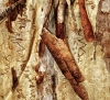 Three Pieces Of Tree bark Panorama