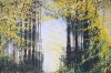 Sunlight Through Autumn Trees