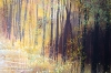 Autumn Forest Trees #1