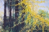 Sunlight Through Autumn Trees
