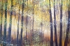 Autumn Forest Trees #4