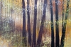 Autumn Forest Trees #4