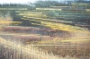 Meadow In Late Summer