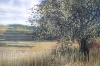 Meadow In Late Summer #2