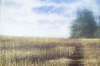 Meadow In Late Summer #3