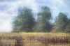 Meadow In Late Summer #3