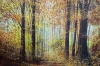 Autumn Forest Trees #6
