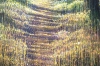 Late Summer Trees